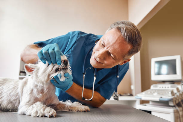 Best Emergency Treatment for Dental Infections or Abscesses in Bayou Country Clu, LA